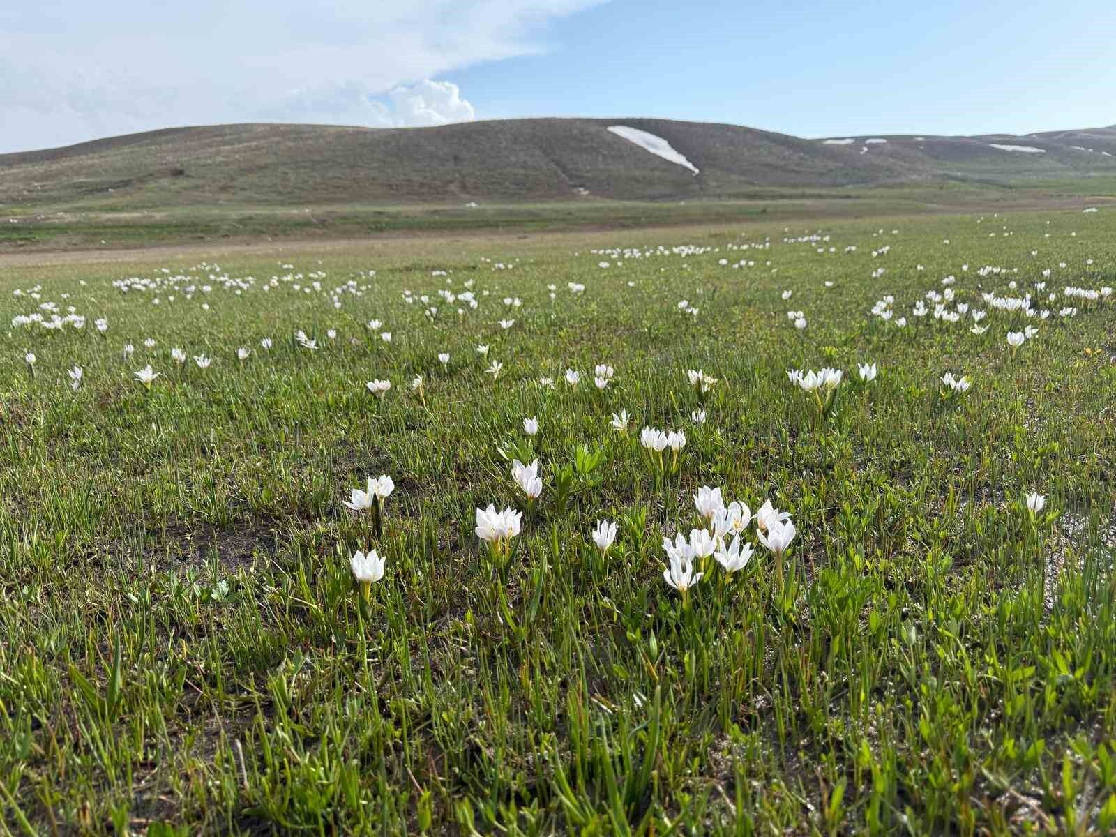 Keşiş Gölü kardelenlerle bezendi