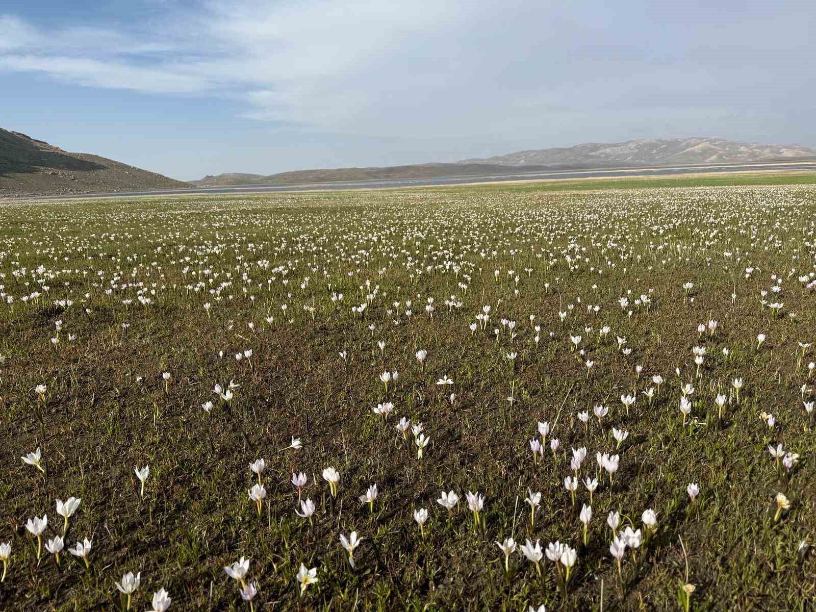 Keşiş Gölü kardelenlerle bezendi