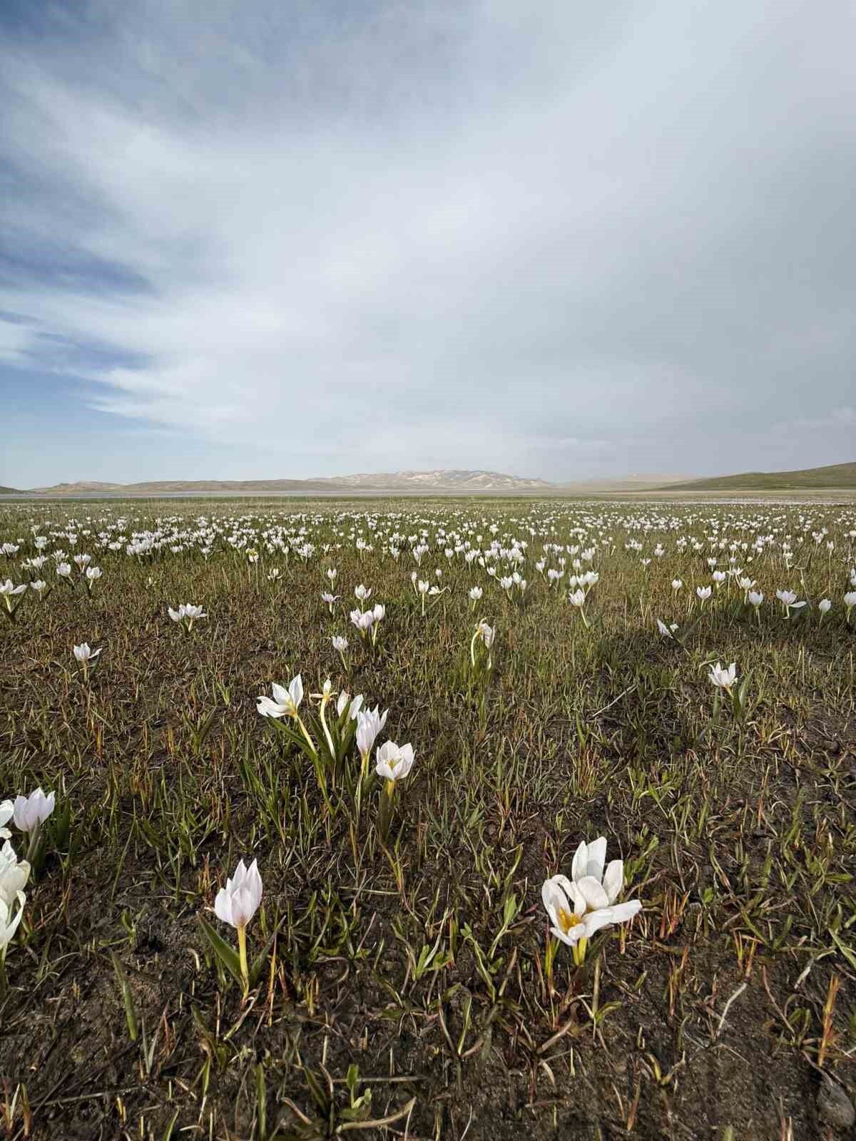 Keşiş Gölü kardelenlerle bezendi