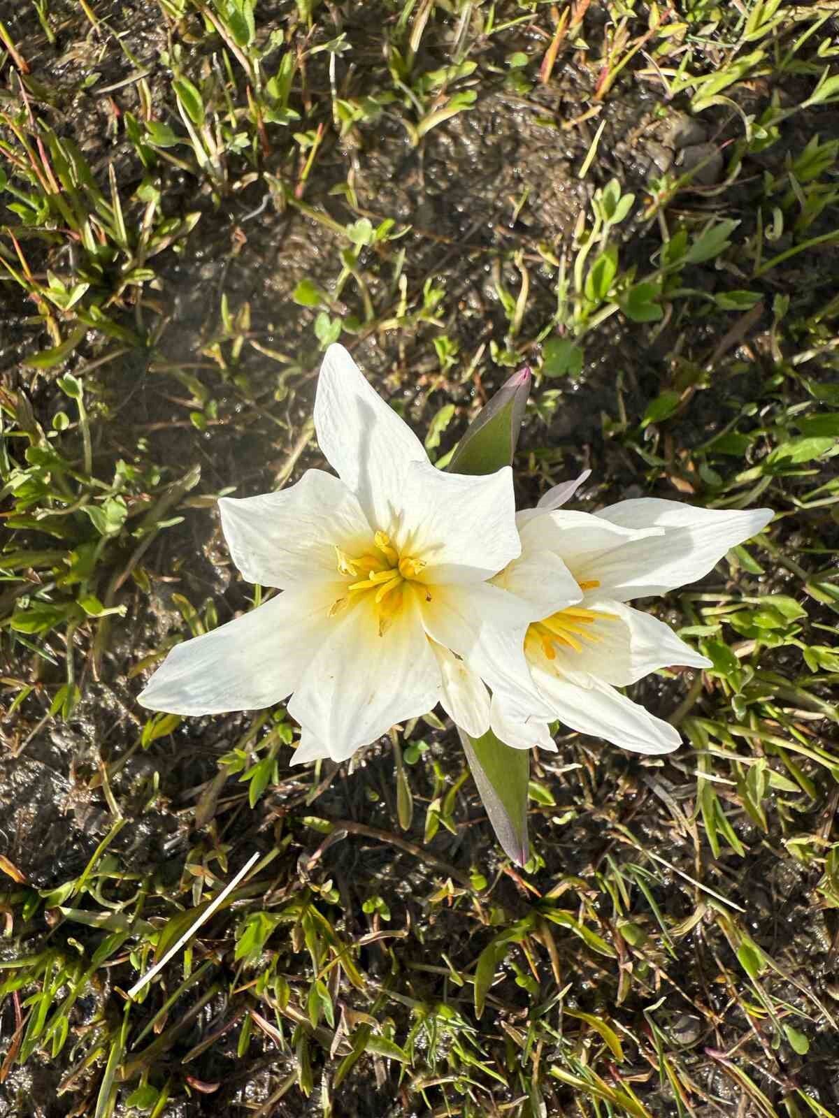 Keşiş Gölü kardelenlerle bezendi