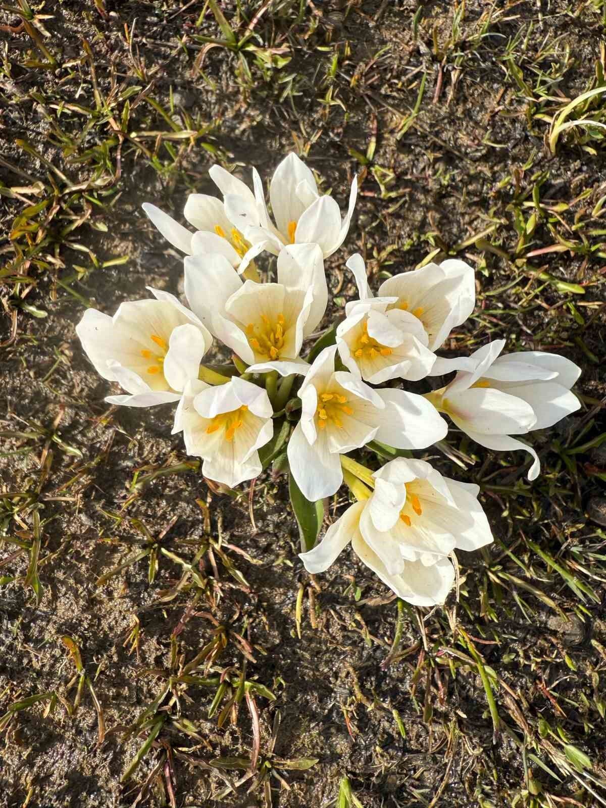 Keşiş Gölü kardelenlerle bezendi