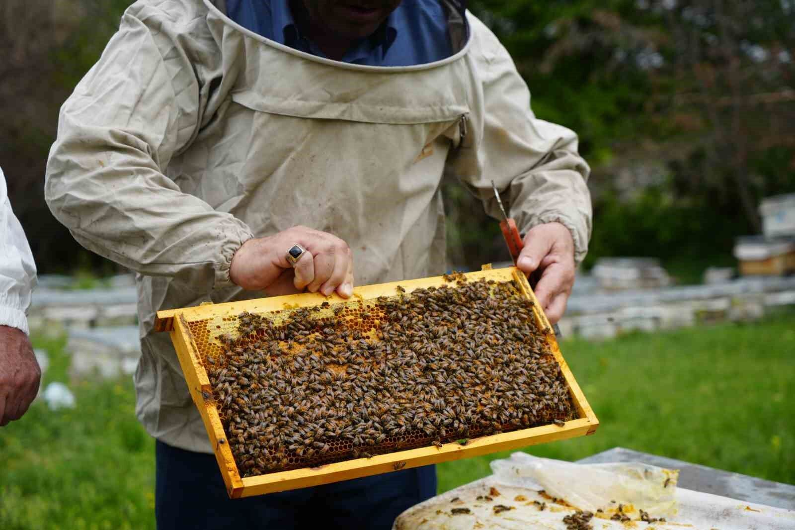 Erzincan’da kış uykusundan uyanan arılar yeni sezona hazırlanıyor
