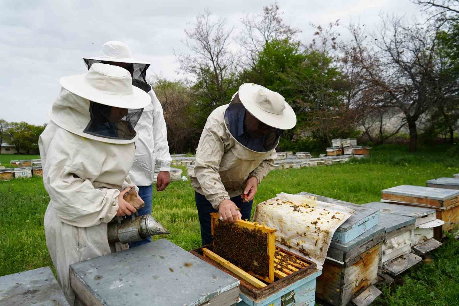 Erzincan’da kış uykusundan uyanan arılar yeni sezona hazırlanıyor