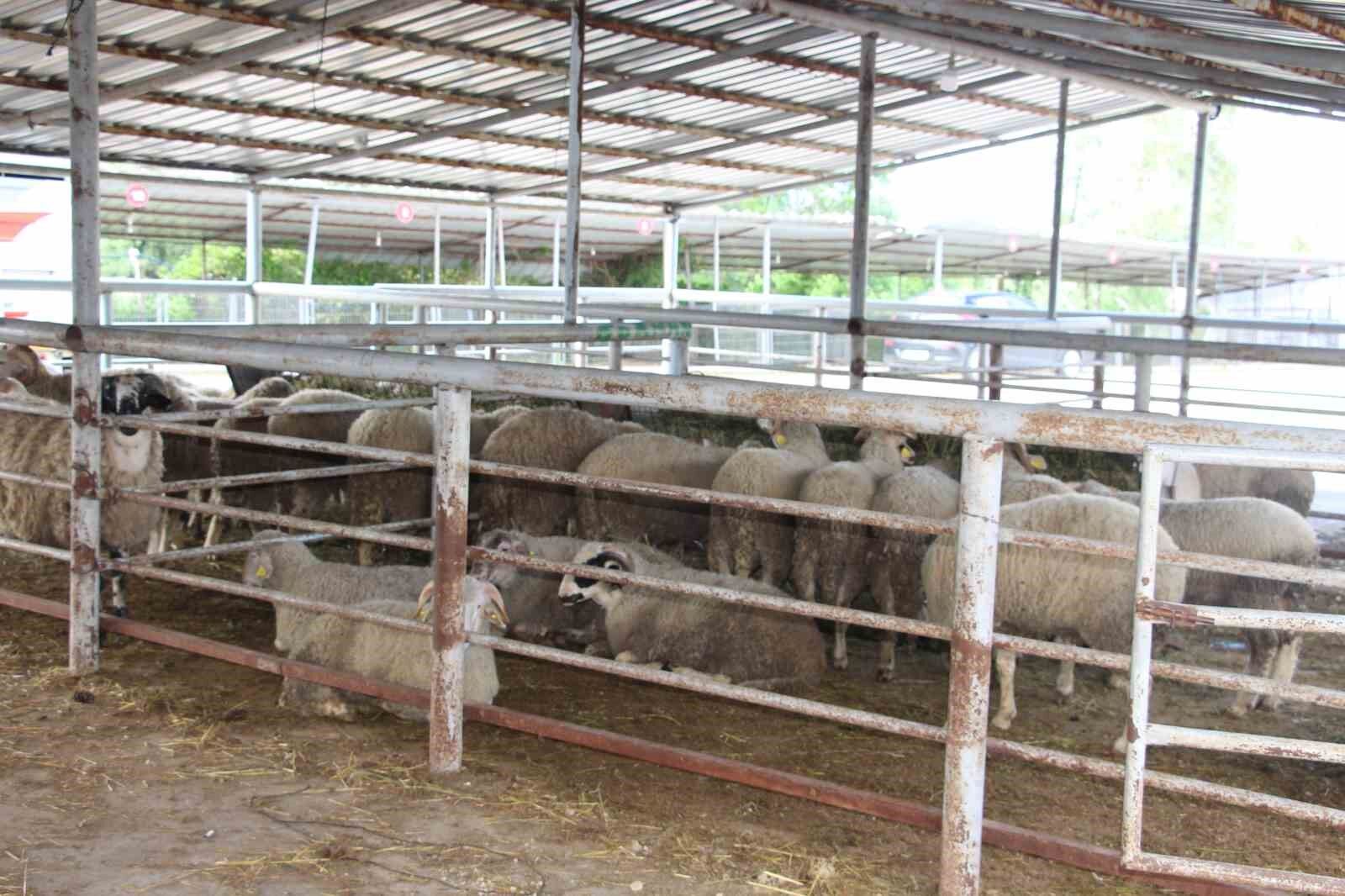 Bayrama günler kala hayvan pazarında sessizlik: 