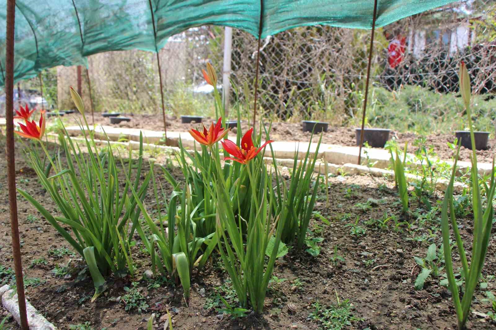 Yitik Türk lalesi sadece 2 hafta çiçek açıyor