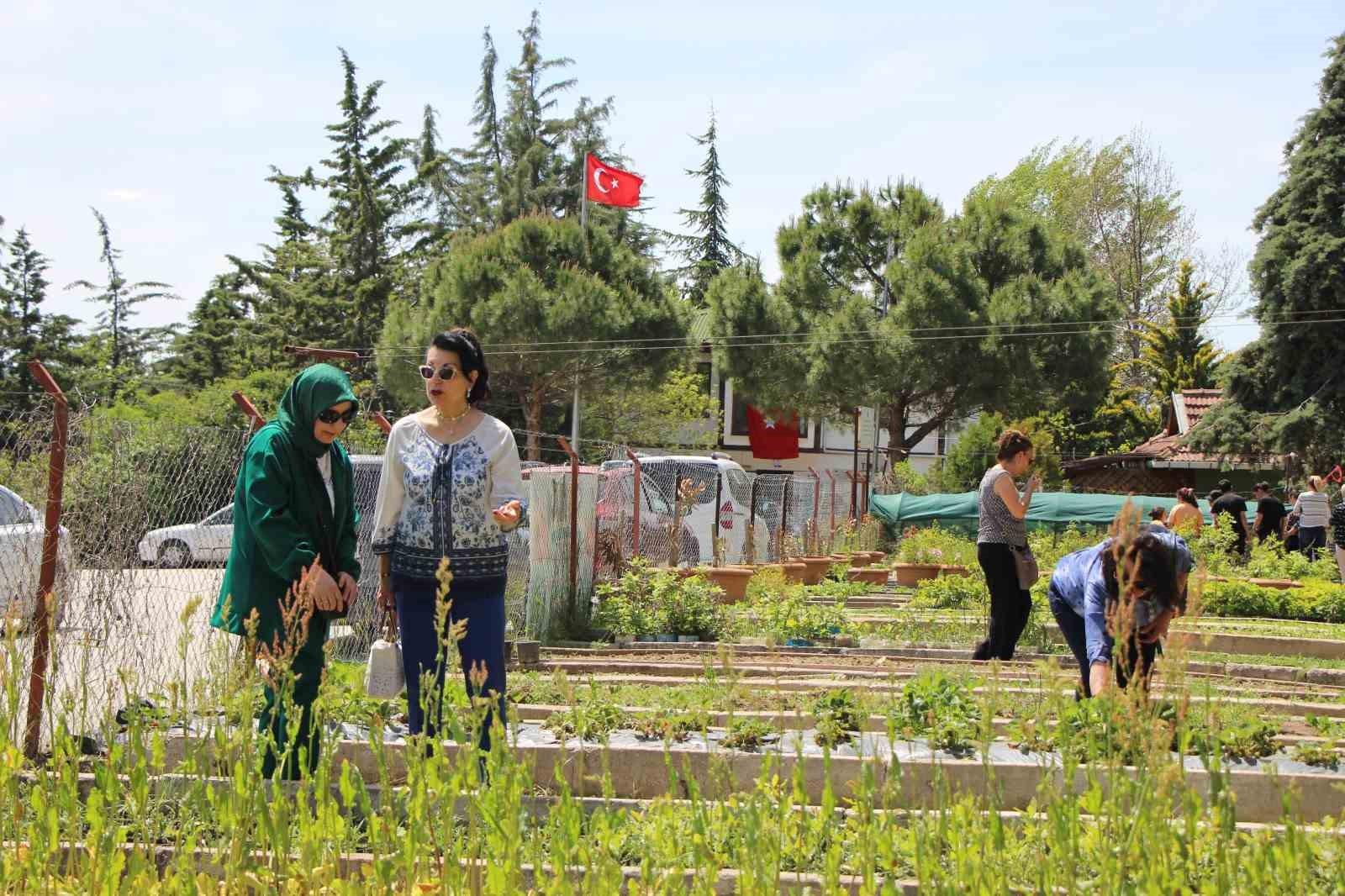 Yitik Türk lalesi sadece 2 hafta çiçek açıyor