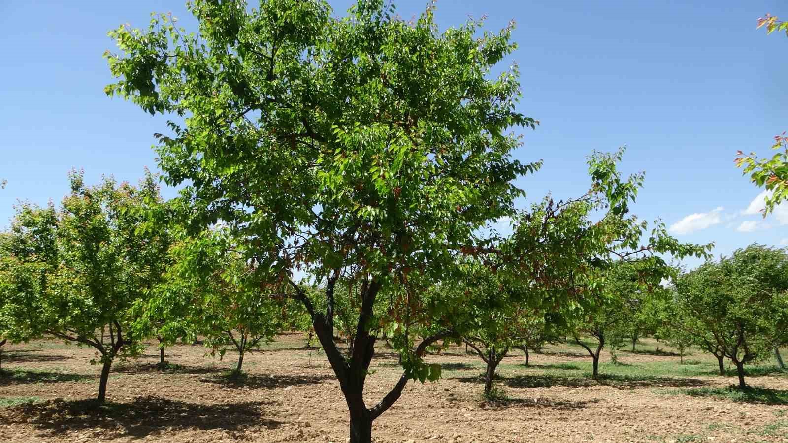 Malatya’da yeniden yeşeren kayısı ağaçları çiftçileri umutlandırdı