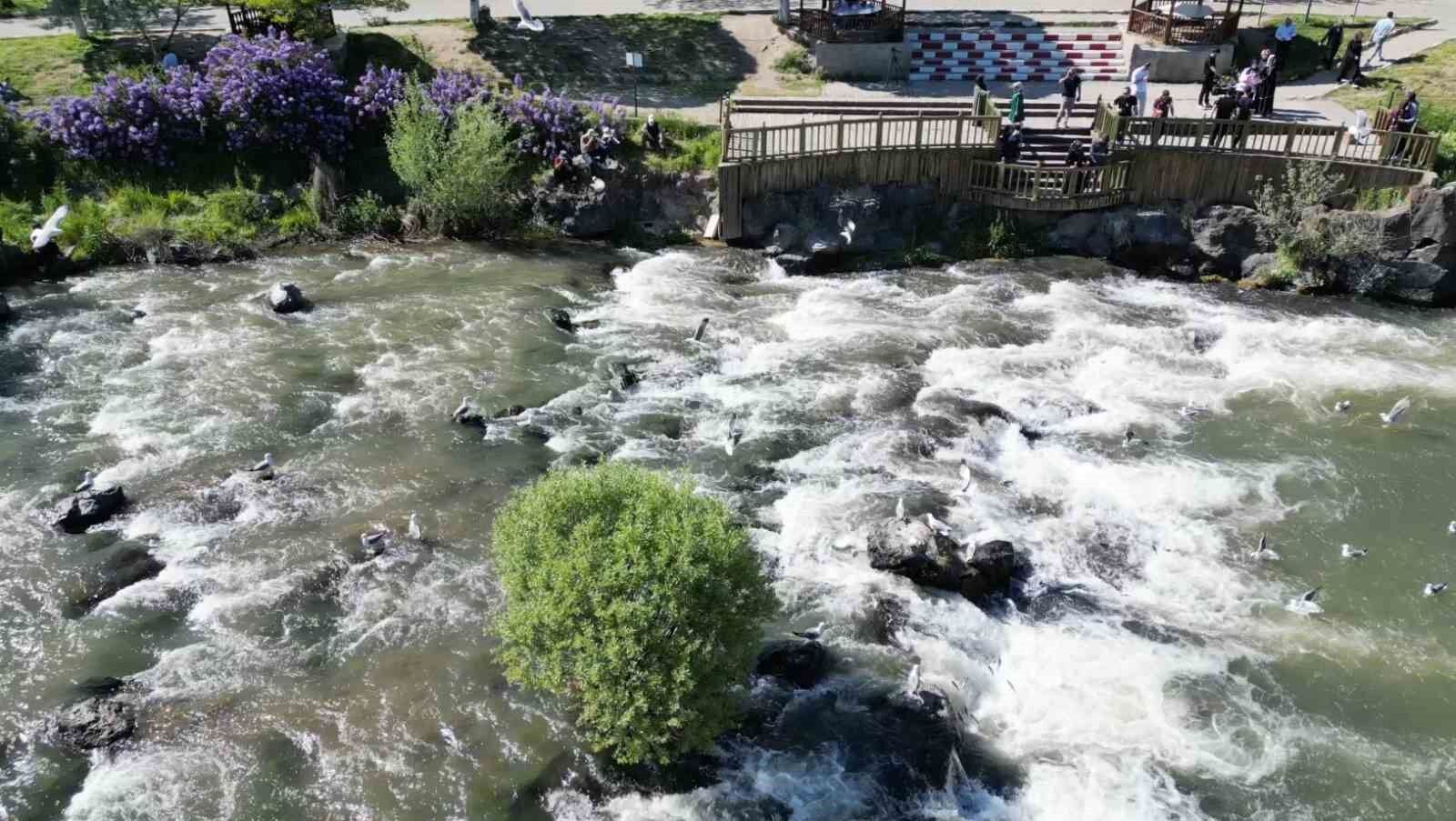 Uçan balıkların göçüne yoğun ilgi