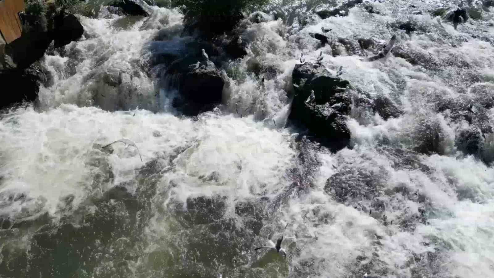 Uçan balıkların göçüne yoğun ilgi