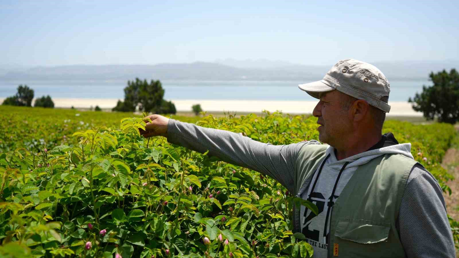 Küresel ısınma ve don gül üretimini vurdu, rekolte yarı yarıya düştü