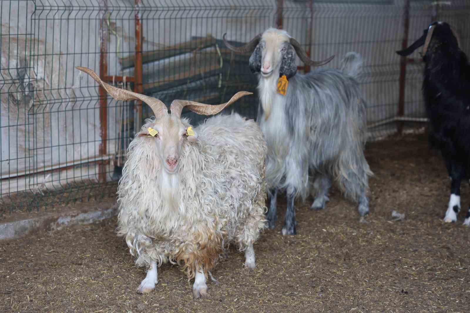 Konya’da son zamanlarda kurbanlık hayvan seçiminin yönü bu yıl büyükbaş hayvan oldu