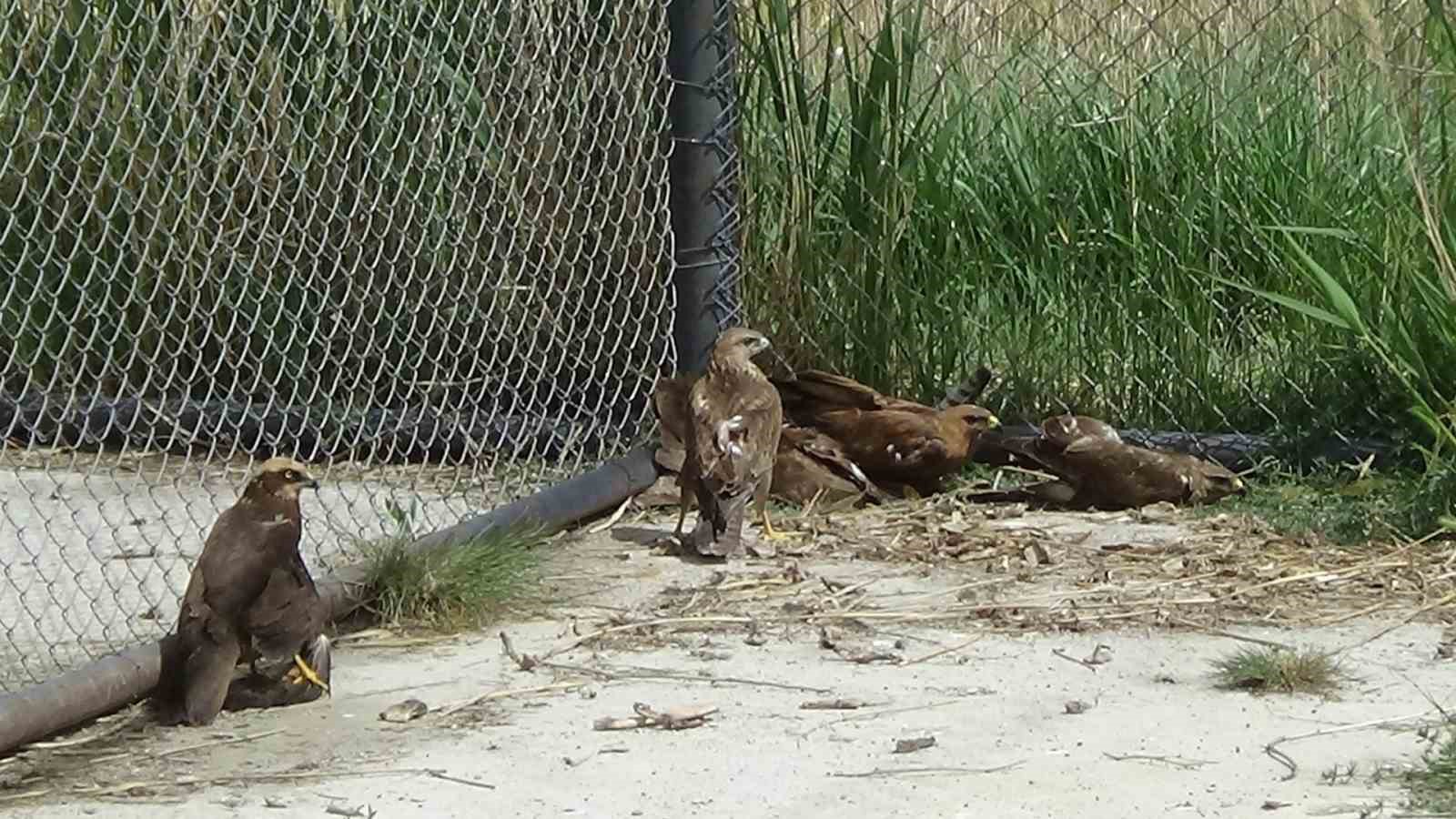 Arı şahinlerinin tedavileri devam ediyor