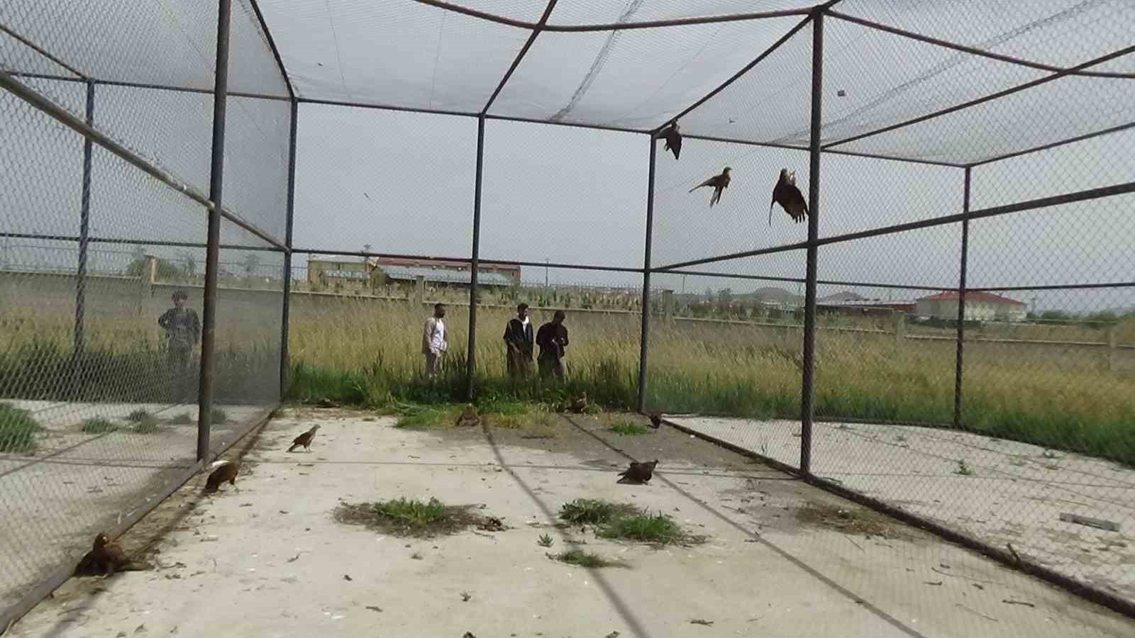 Arı şahinlerinin tedavileri devam ediyor