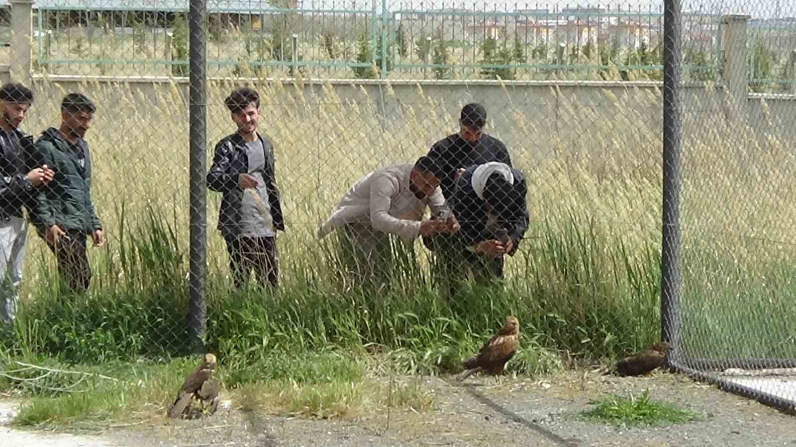 Arı şahinlerinin tedavileri devam ediyor