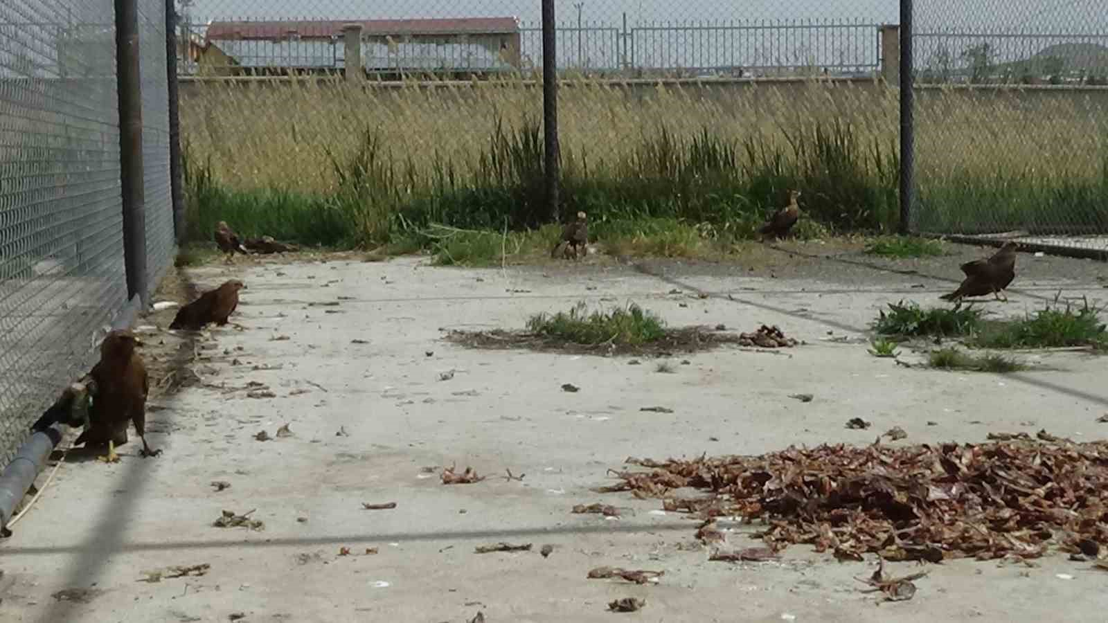 Arı şahinlerinin tedavileri devam ediyor