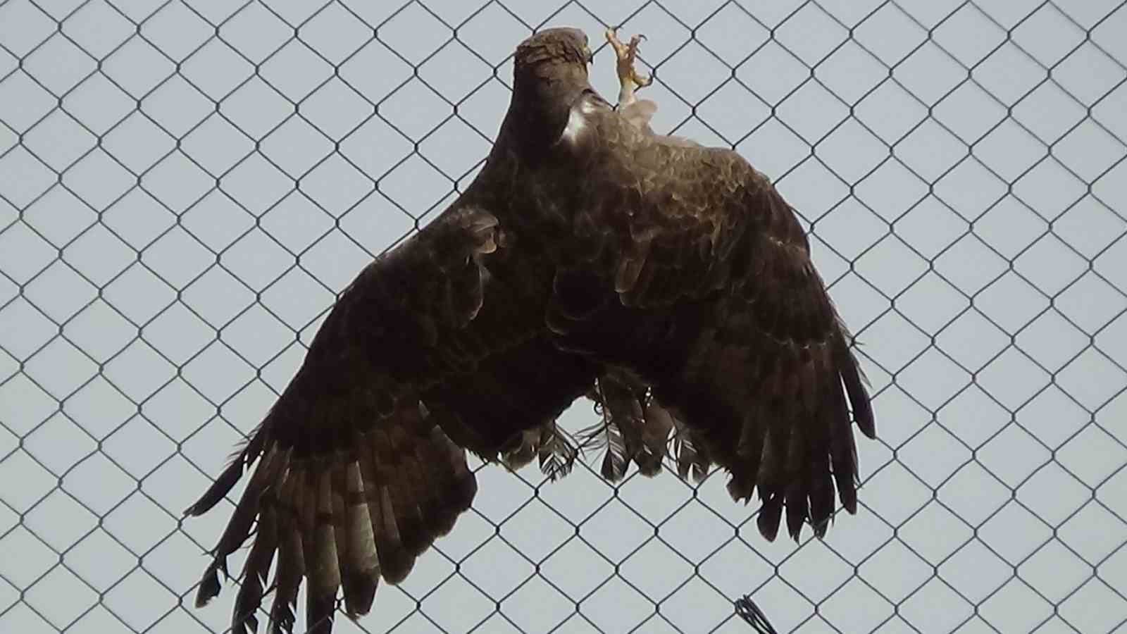 Arı şahinlerinin tedavileri devam ediyor