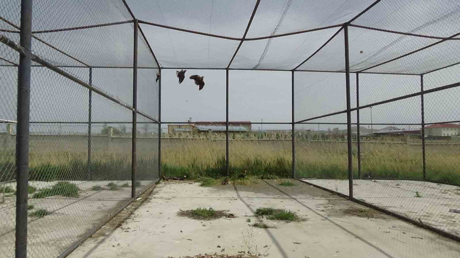 Arı şahinlerinin tedavileri devam ediyor