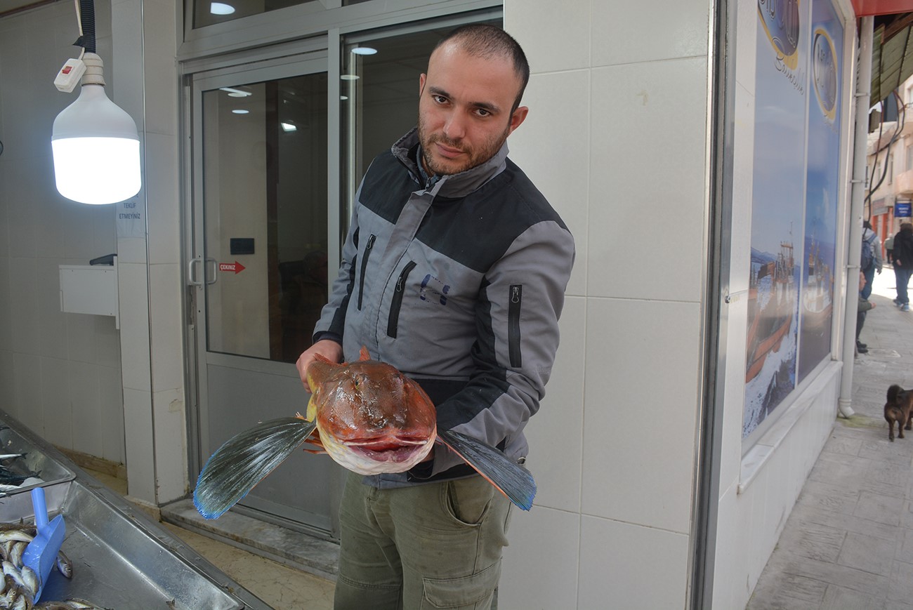 Sinop’ta 5 kiloluk kırlangıç balığı yakalandı