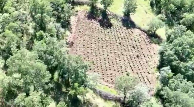 Diyarbakır’da 70 ton toz esrar elde edebilecek 3 milyon 476 bin adet kök kenevir ve skunk ele geçirildi: 7 gözaltı