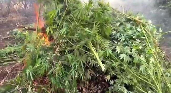 Diyarbakır’da 70 ton toz esrar elde edebilecek 3 milyon 476 bin adet kök kenevir ve skunk ele geçirildi: 7 gözaltı