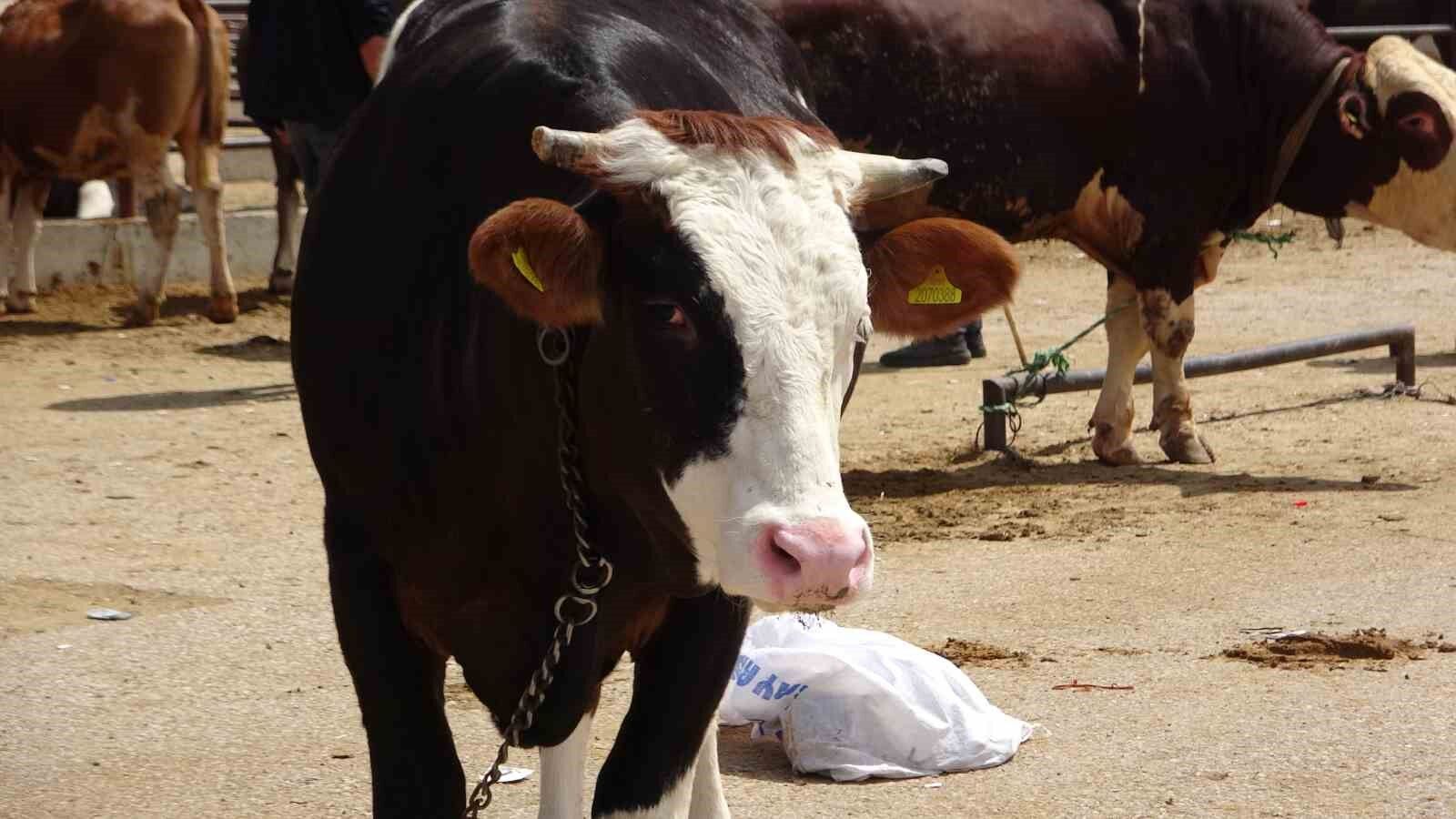 Van’da kurbanlıklar görücüye çıktı