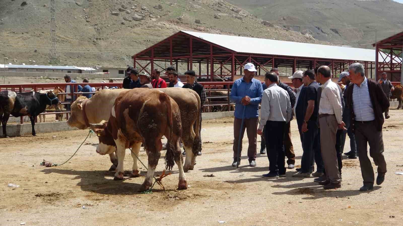 Van’da kurbanlıklar görücüye çıktı