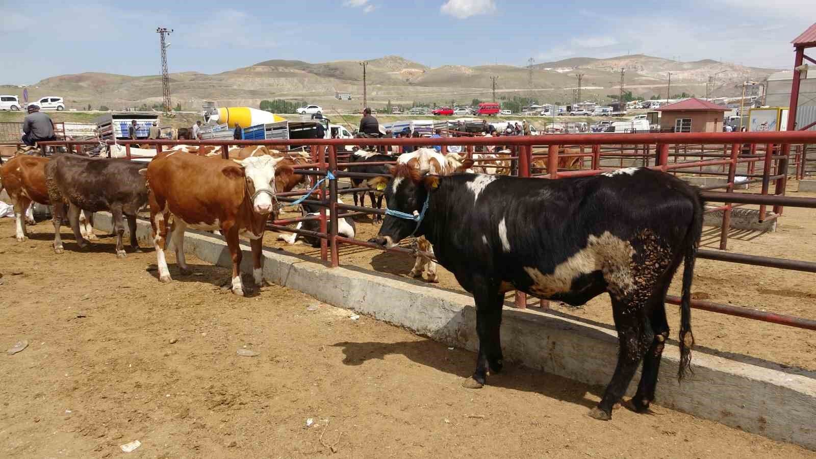 Van’da kurbanlıklar görücüye çıktı