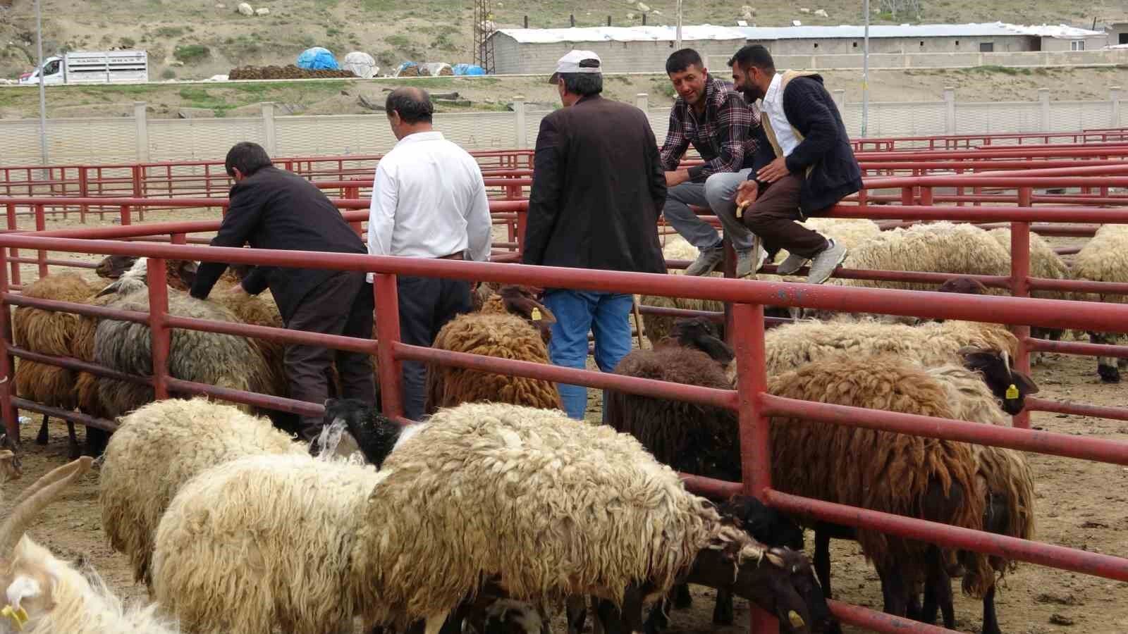 Van’da kurbanlıklar görücüye çıktı