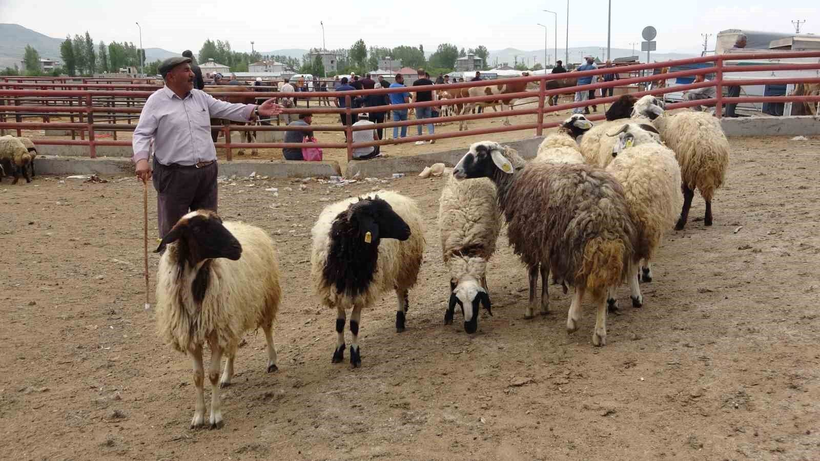 Van’da kurbanlıklar görücüye çıktı