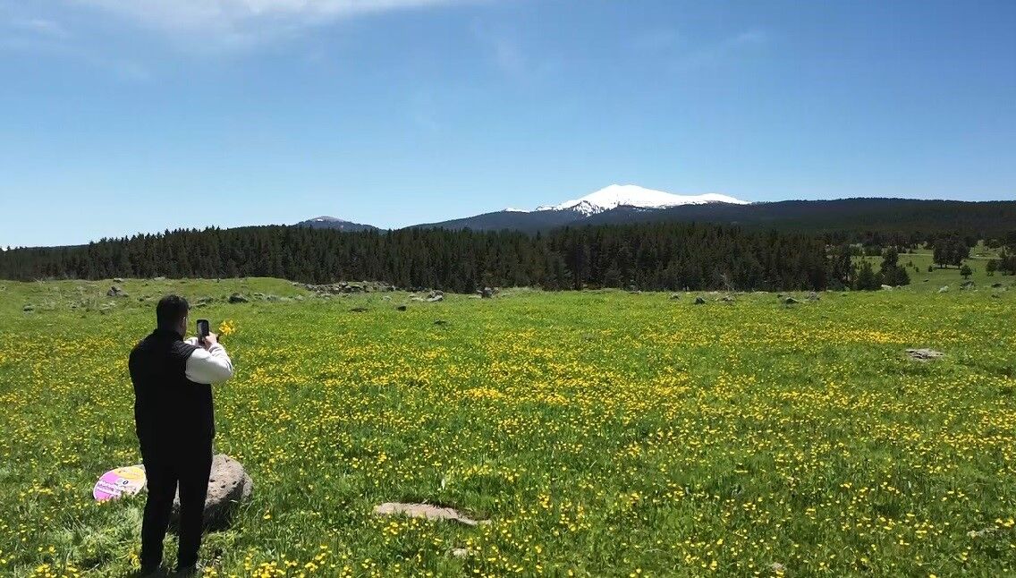 Kars’ta sarıçiçekler görenleri büyülüyor