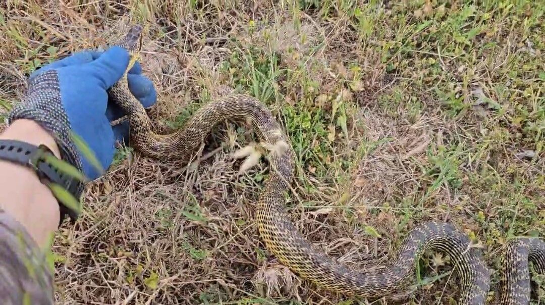 Eve girmeye çalışan yılanı son anda yakaladı