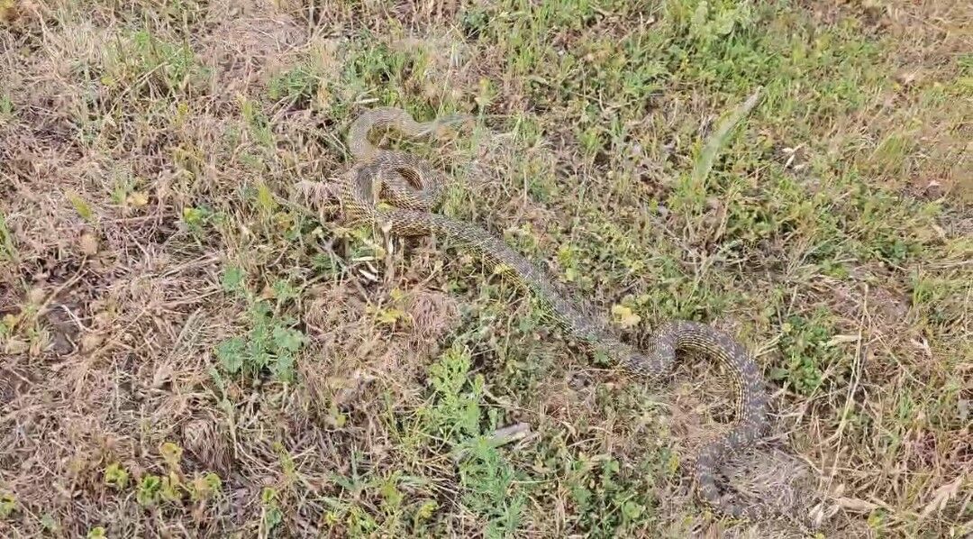 Eve girmeye çalışan yılanı son anda yakaladı