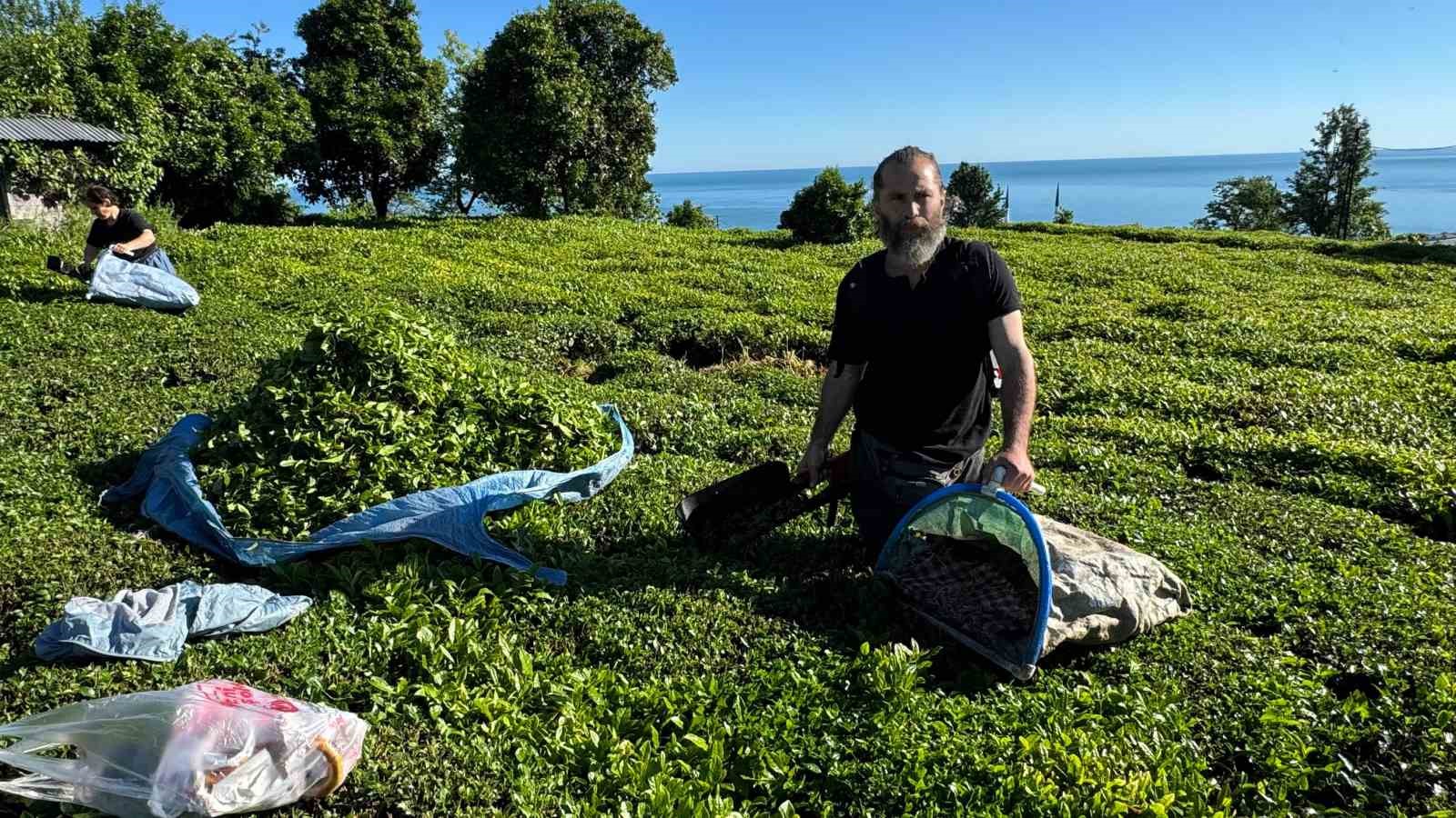 2025 yaş çay sezonu açıldı