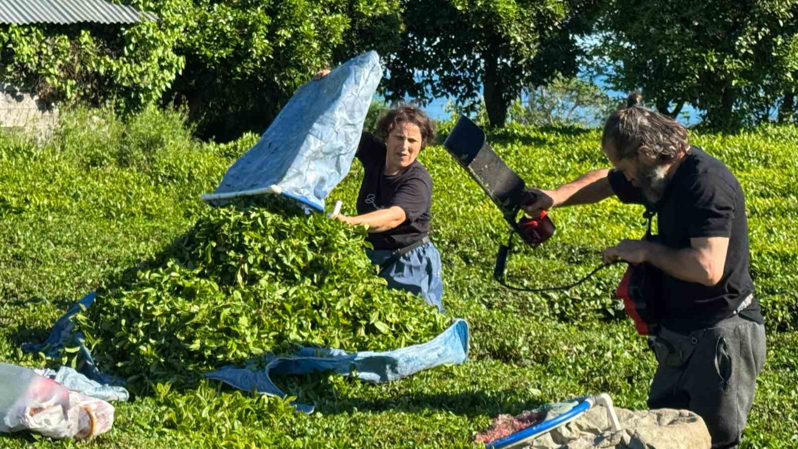 2025 yaş çay sezonu açıldı