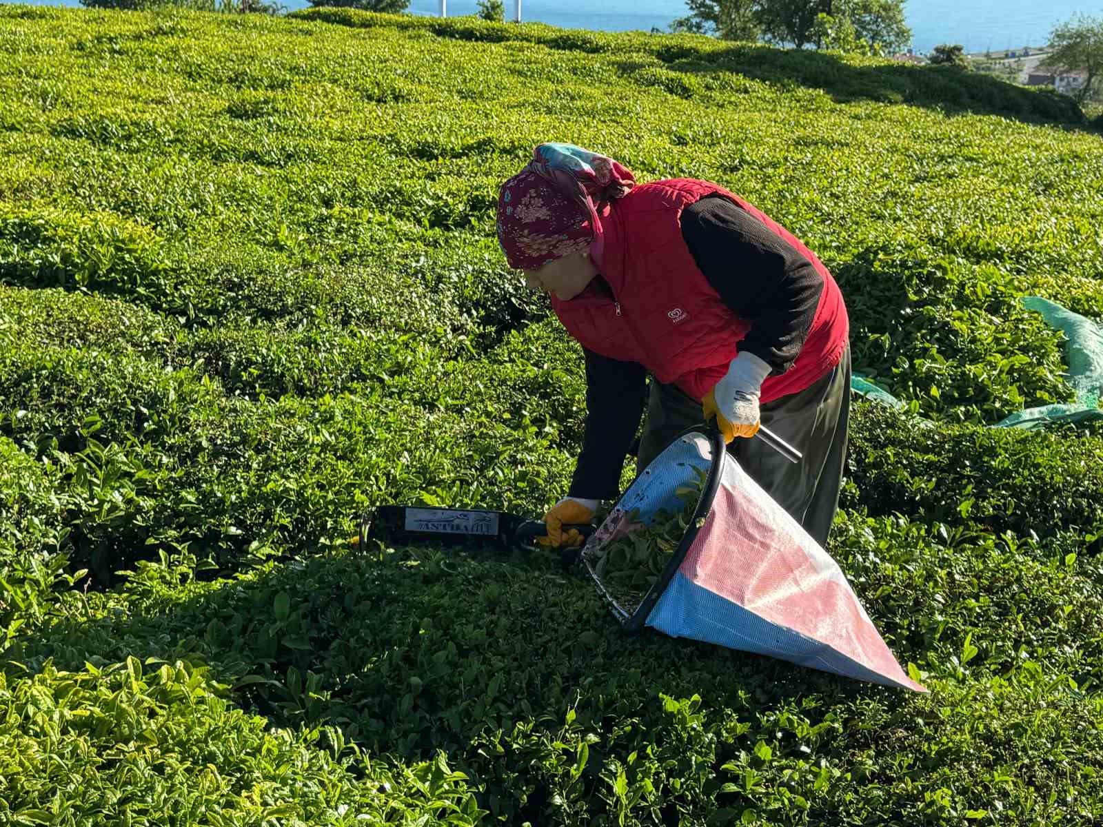 2025 yaş çay sezonu açıldı