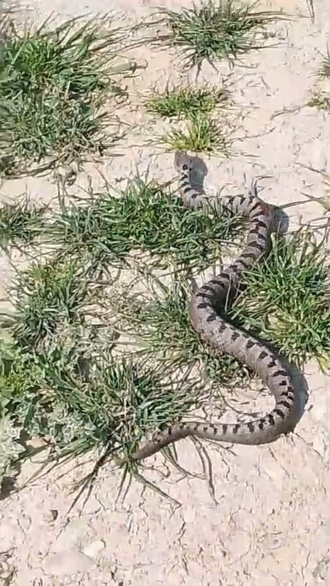 Bursa’da yılan operasyonu