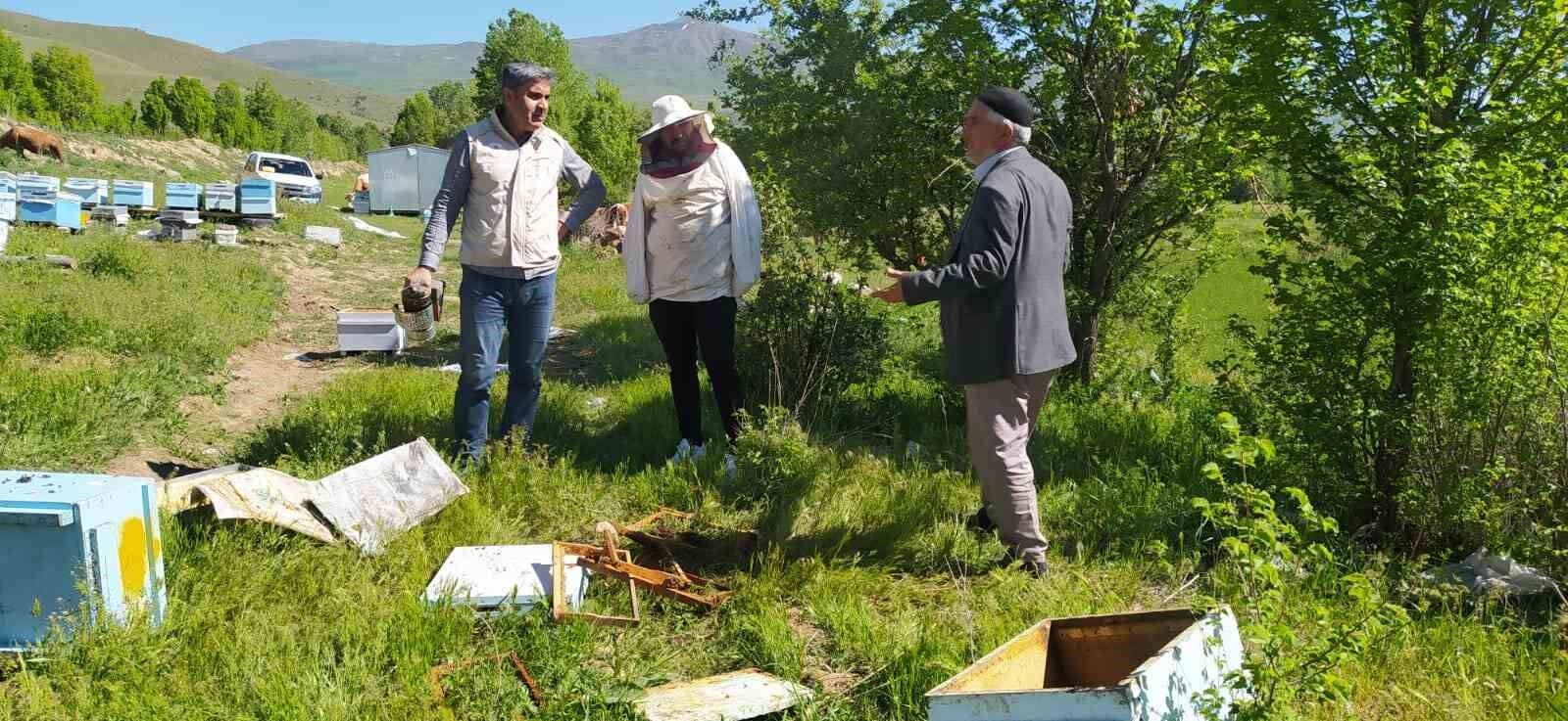 Bal avcısı ayılar ikinci kez arı kovanını saldırdı