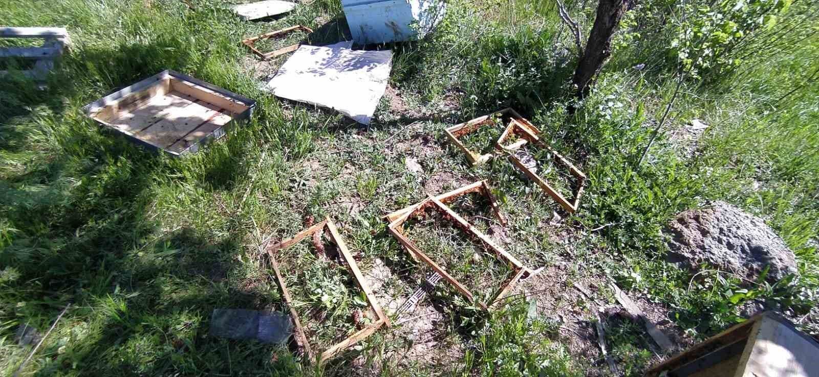 Bal avcısı ayılar ikinci kez arı kovanını saldırdı