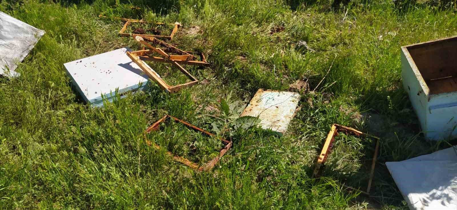 Bal avcısı ayılar ikinci kez arı kovanını saldırdı