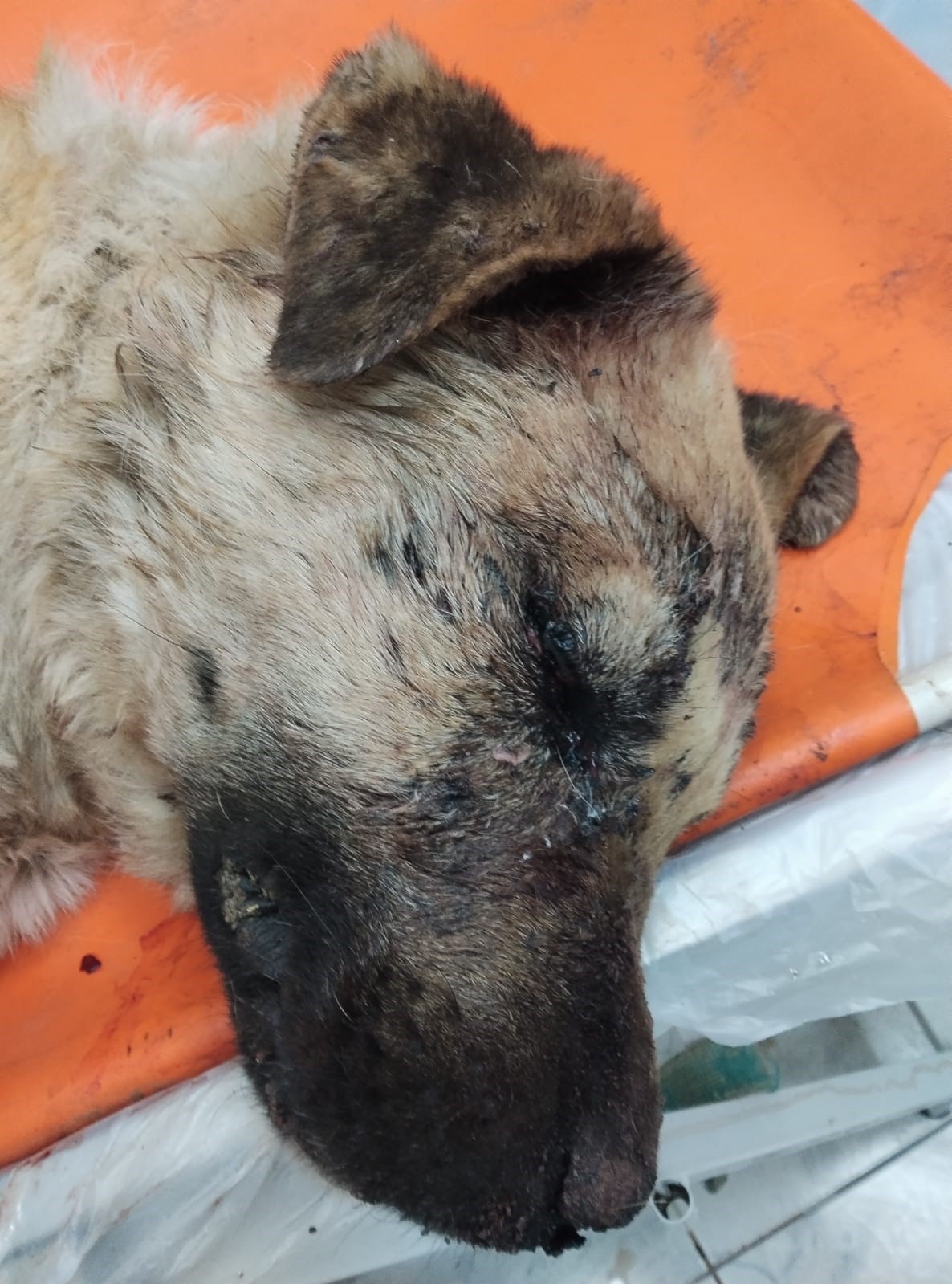 Isırdığını iddia ettiği köpeği silahla vurdu, sahipleri şikayetçi oldu