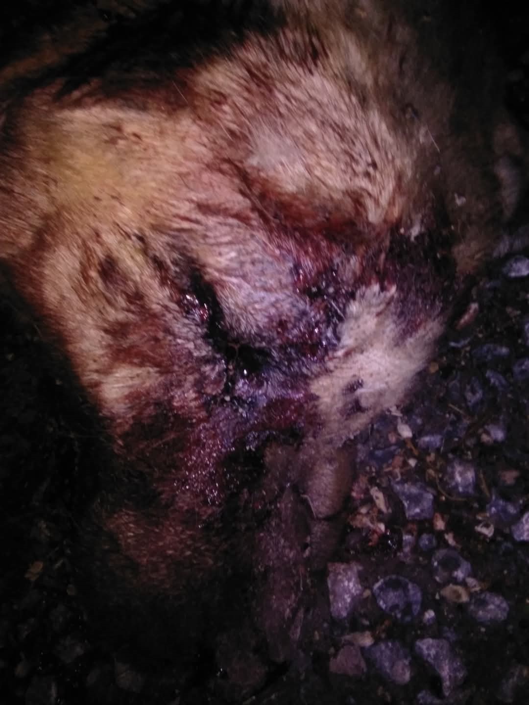 Isırdığını iddia ettiği köpeği silahla vurdu, sahipleri şikayetçi oldu