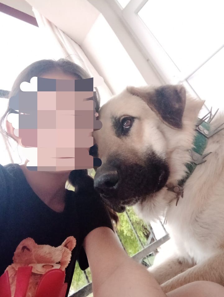 Isırdığını iddia ettiği köpeği silahla vurdu, sahipleri şikayetçi oldu