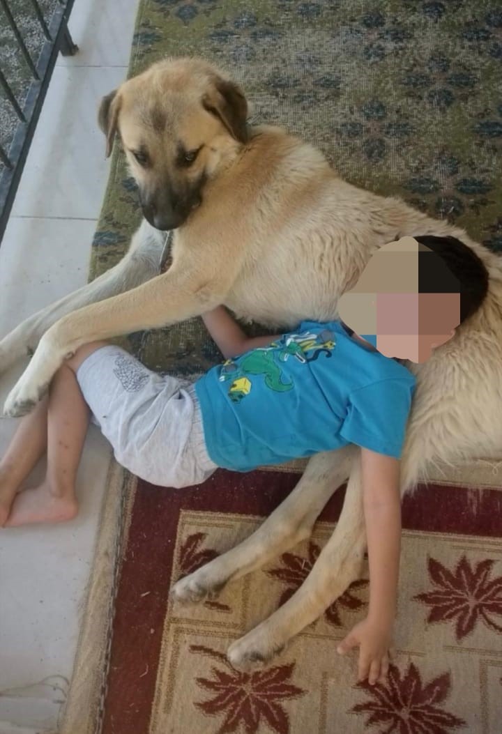 Isırdığını iddia ettiği köpeği silahla vurdu, sahipleri şikayetçi oldu