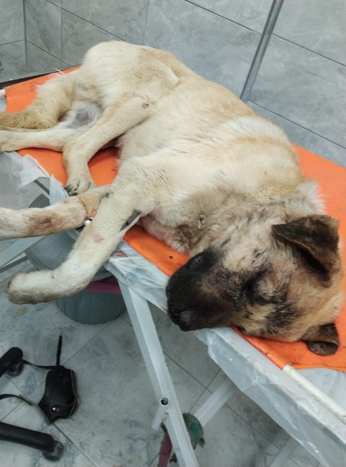 Isırdığını iddia ettiği köpeği silahla vurdu, sahipleri şikayetçi oldu