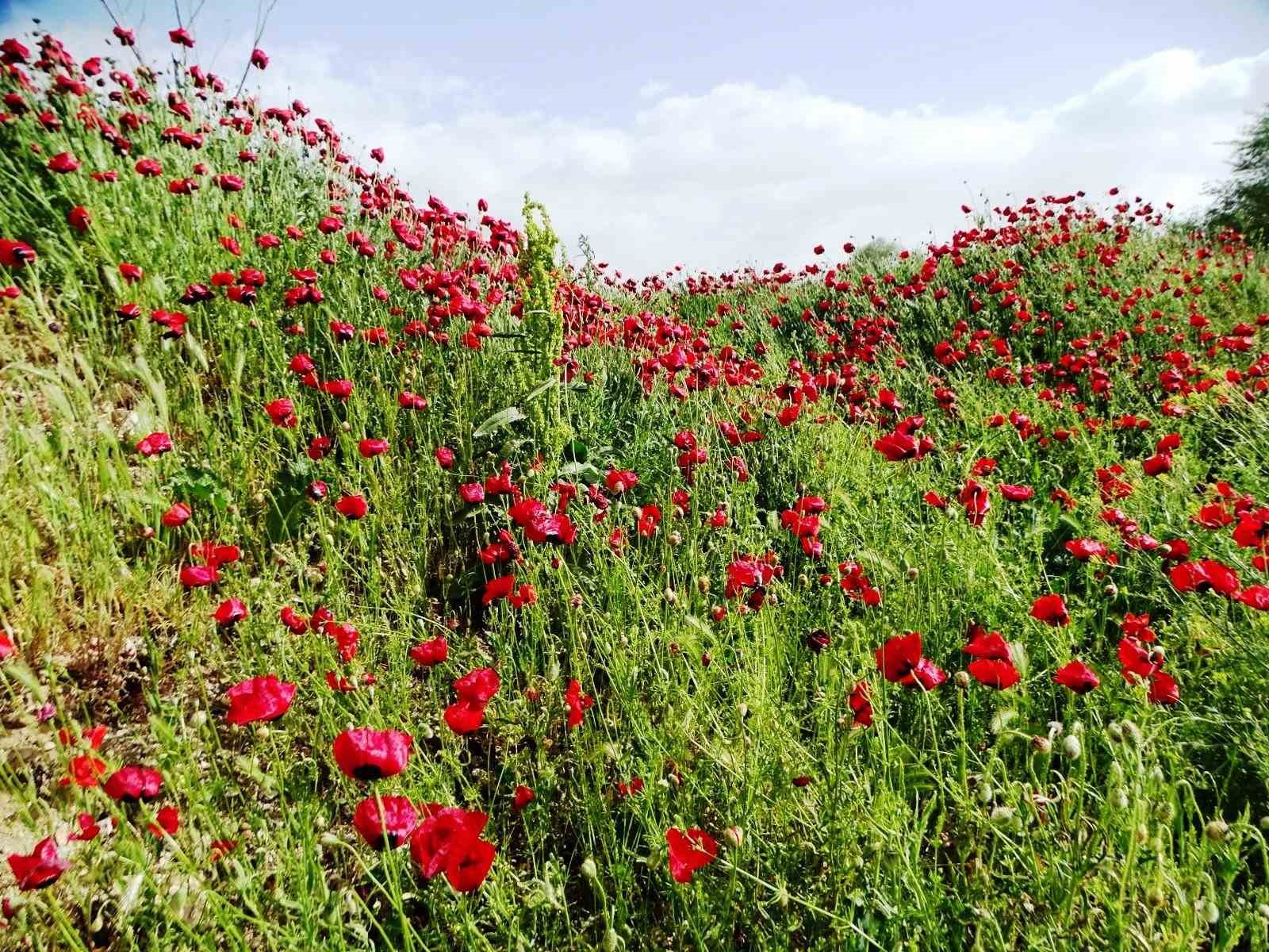 Çay kenarında gelincik güzelliği