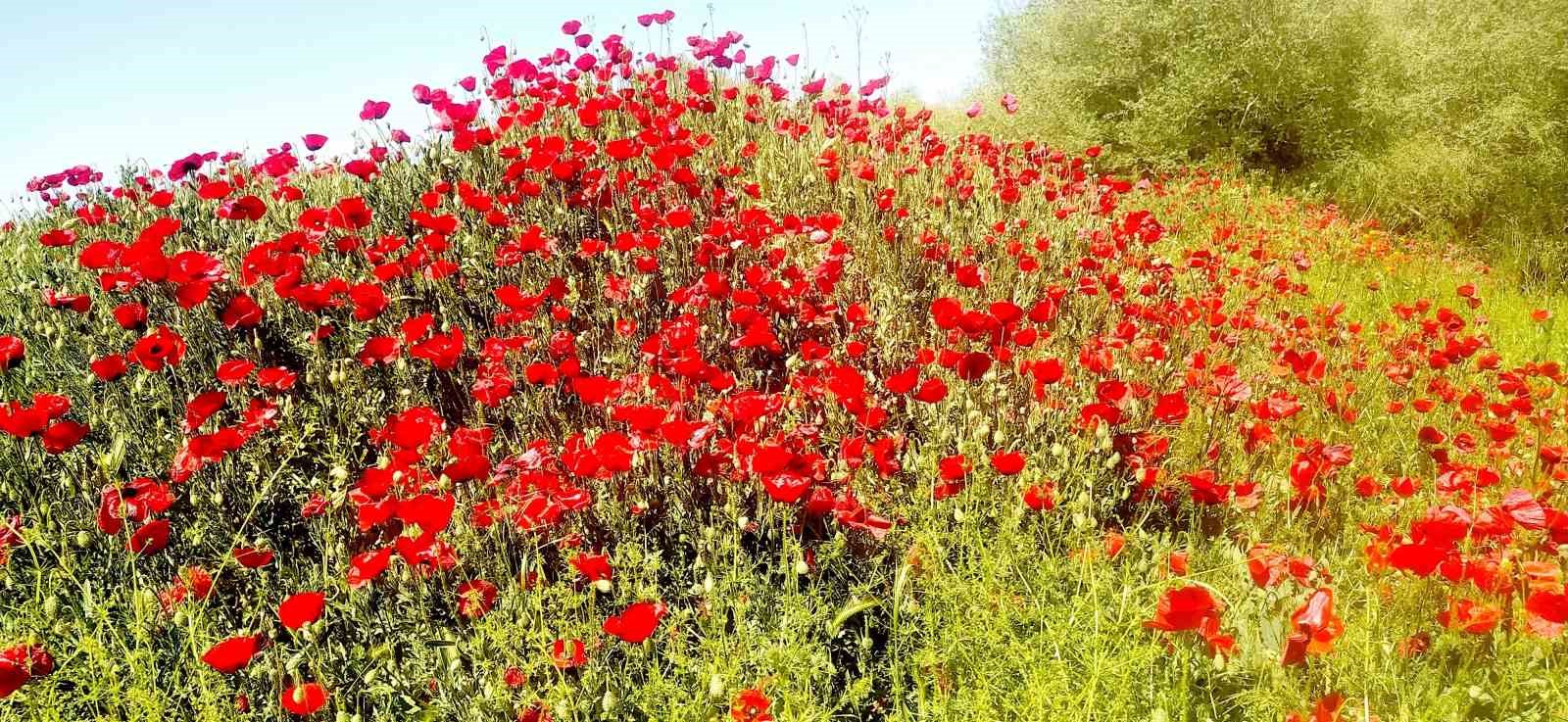 Çay kenarında gelincik güzelliği