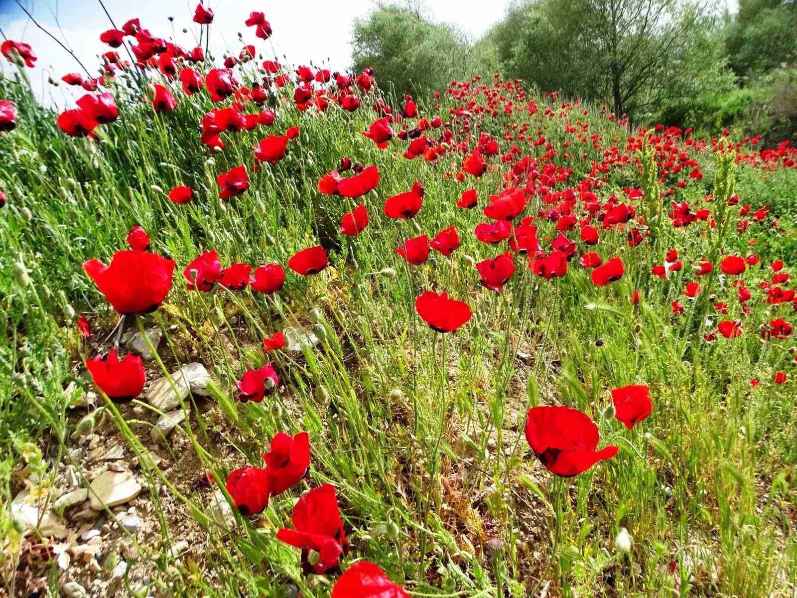 Çay kenarında gelincik güzelliği