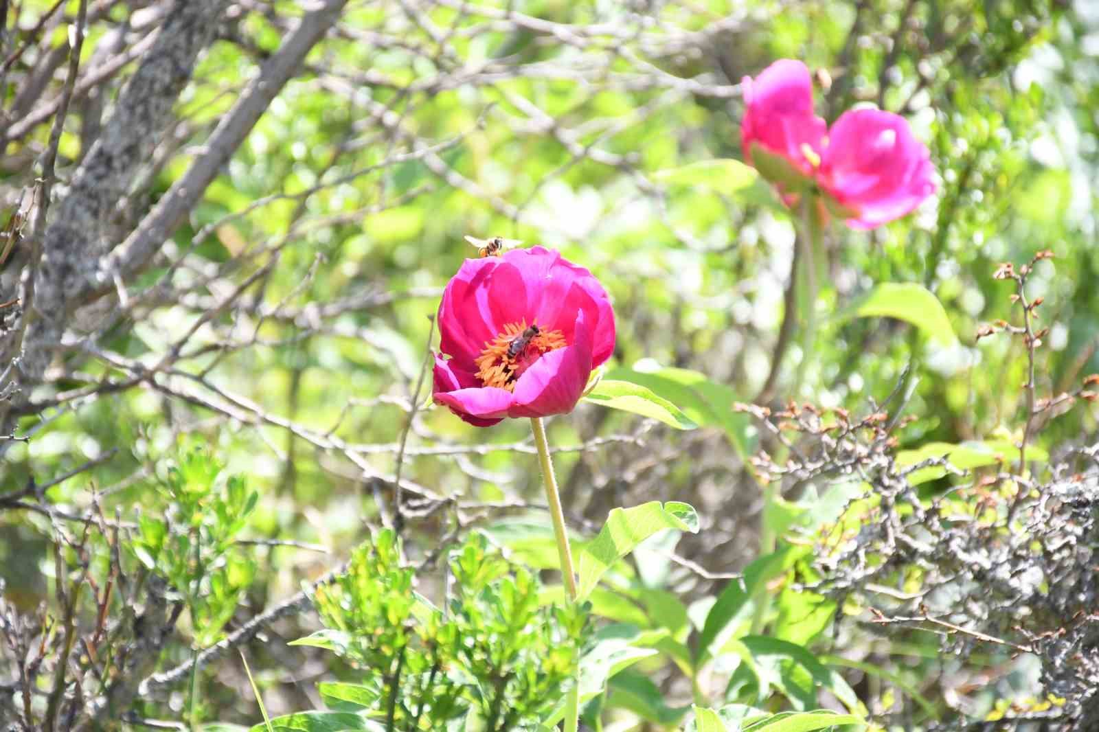 Ömrü 15 gün, koparmanın cezası 557 bin lira