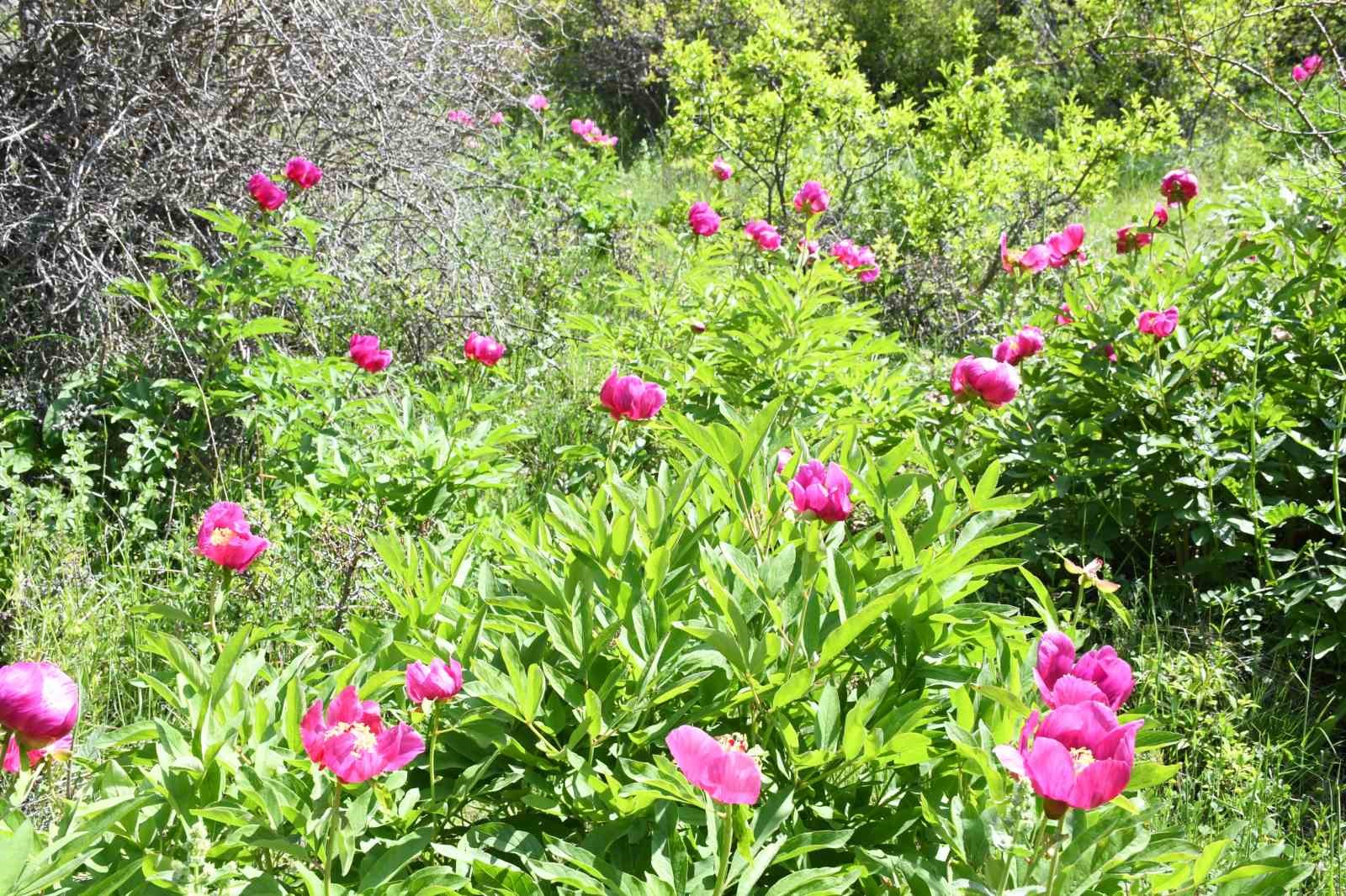 Ömrü 15 gün, koparmanın cezası 557 bin lira