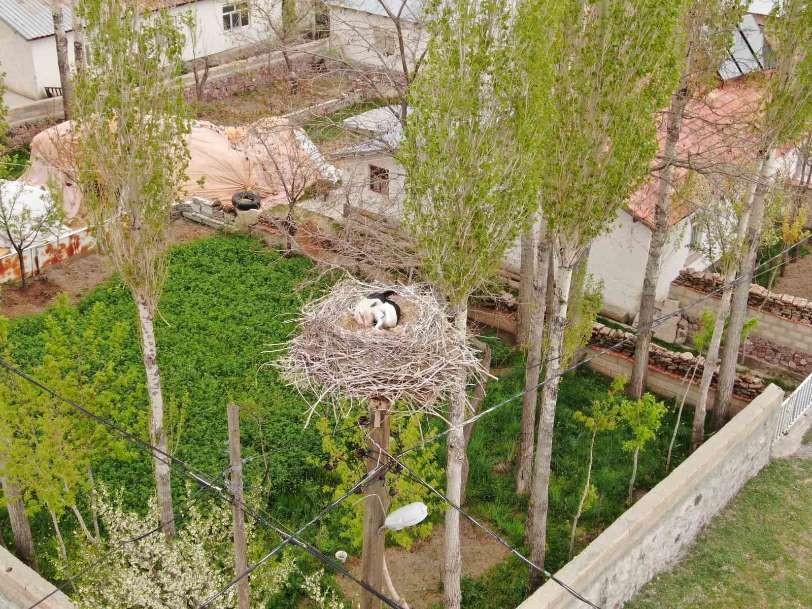 Van’da leylekler 48 yıldır aynı direğe yuva yapıyor